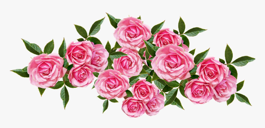 Garden Roses, HD Png Download