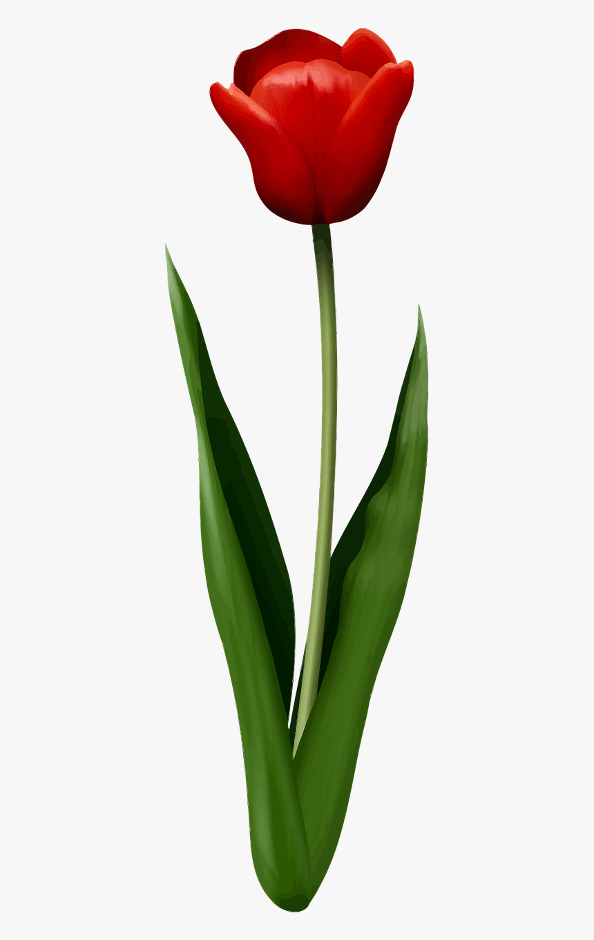 Floral Flower Leaf Leafy Leaves Png Image Clipart , - Yucca, Transparent Png