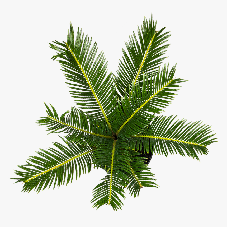 Sago Palm For Sale - Attalea Speciosa, HD Png Download