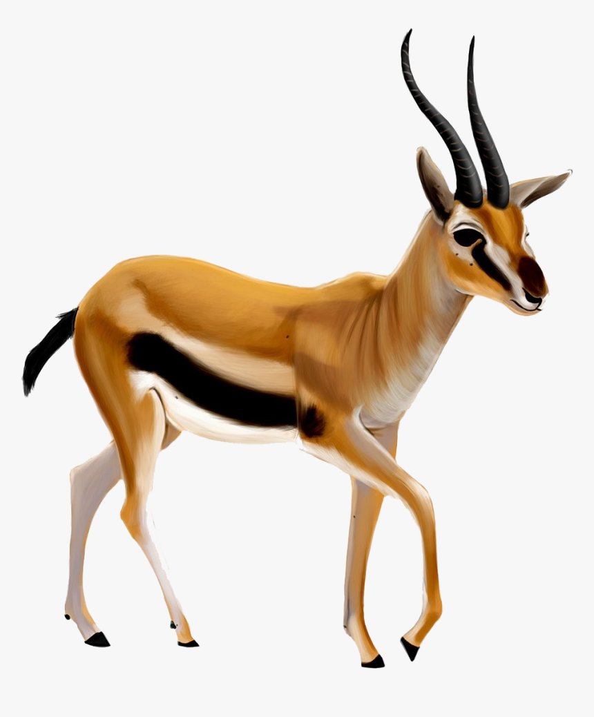 Gazelle Transparent Png - Antelope Png, Png Download