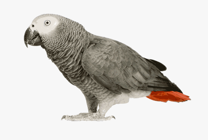African Grey Parrot Clipart Transparent - African Grey Parrot Png, Png Download