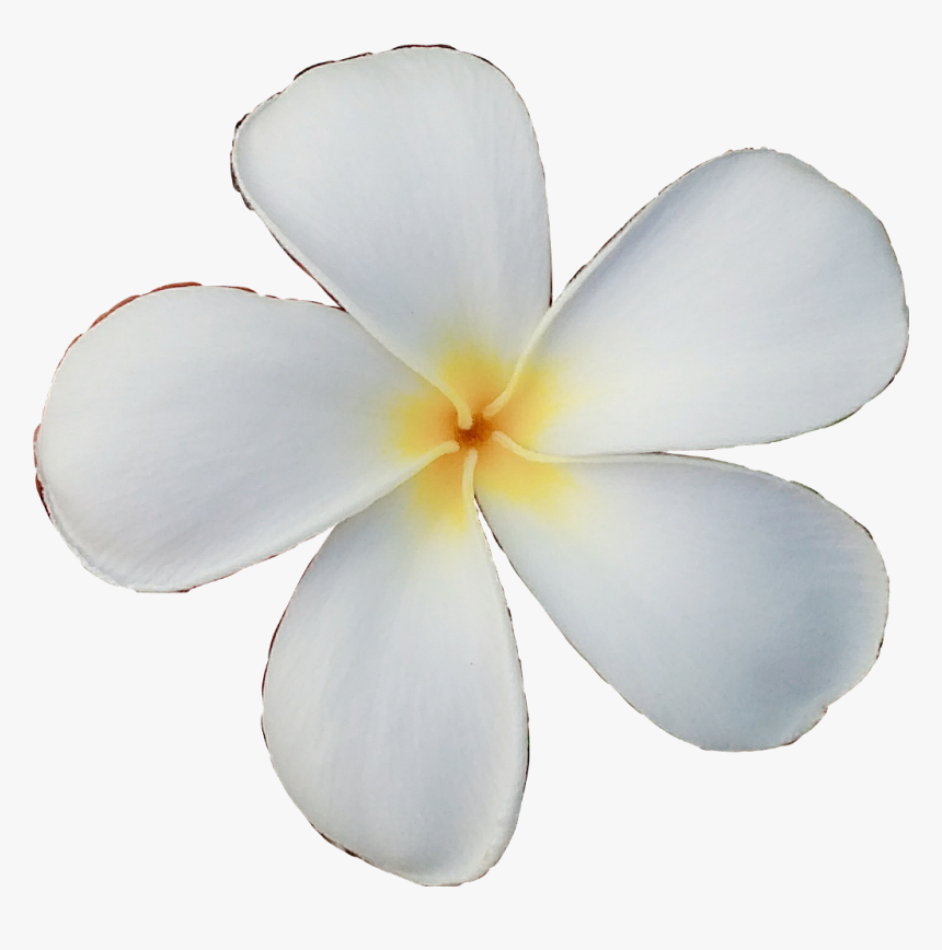 #queen #wild #ecmytravel #tired #be Creative #flower - Frangipani, HD Png Download
