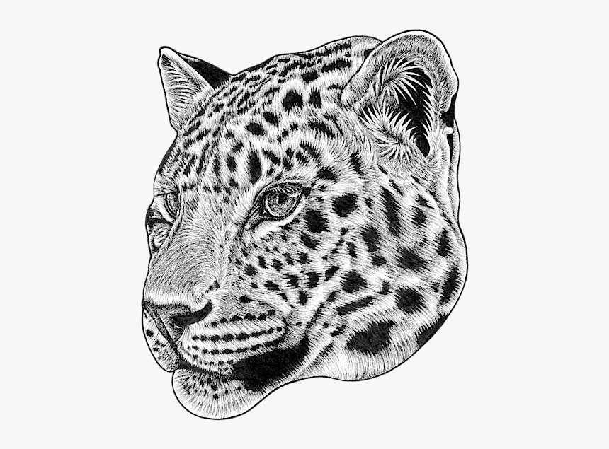 Amur Leopard Cub Drawing, HD Png Download