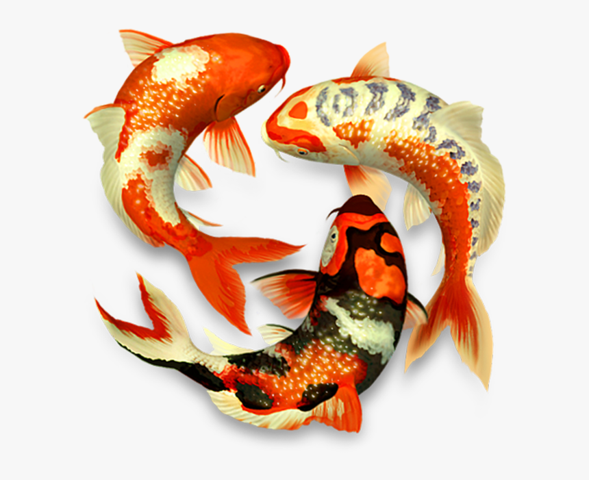 Koi Fish Png - Koi Fish 3d, Transparent Png