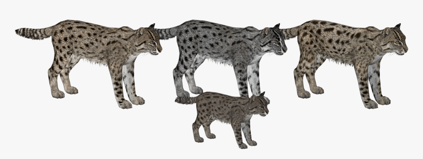 Wild Cat, HD Png Download
