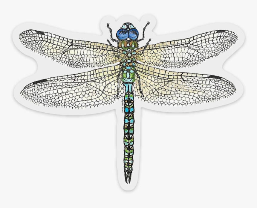 Dragonflynew419, HD Png Download