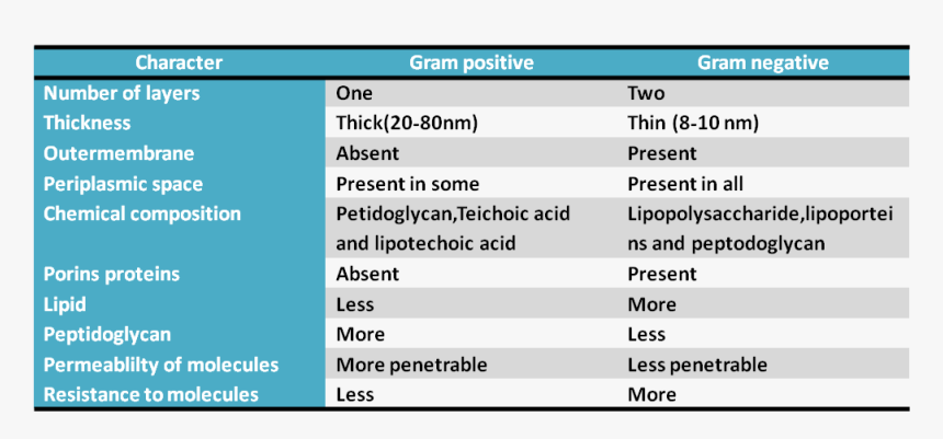 Gram Positive And Gram Negative Cell Wall Difference, HD Png Download