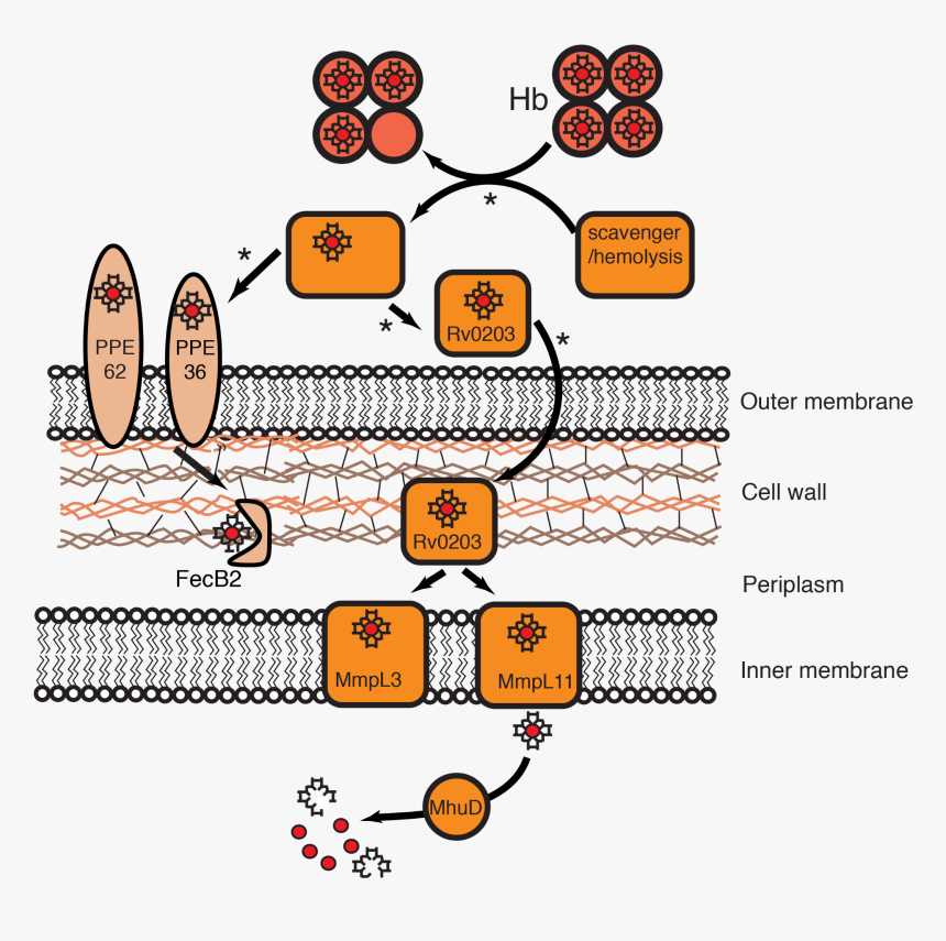 Bacteria Inner Membrane Ferric Uptake, HD Png Download
