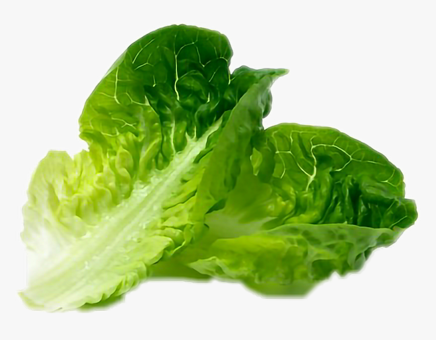 #lettuce - Little Gem Lettuce Leaf, HD Png Download