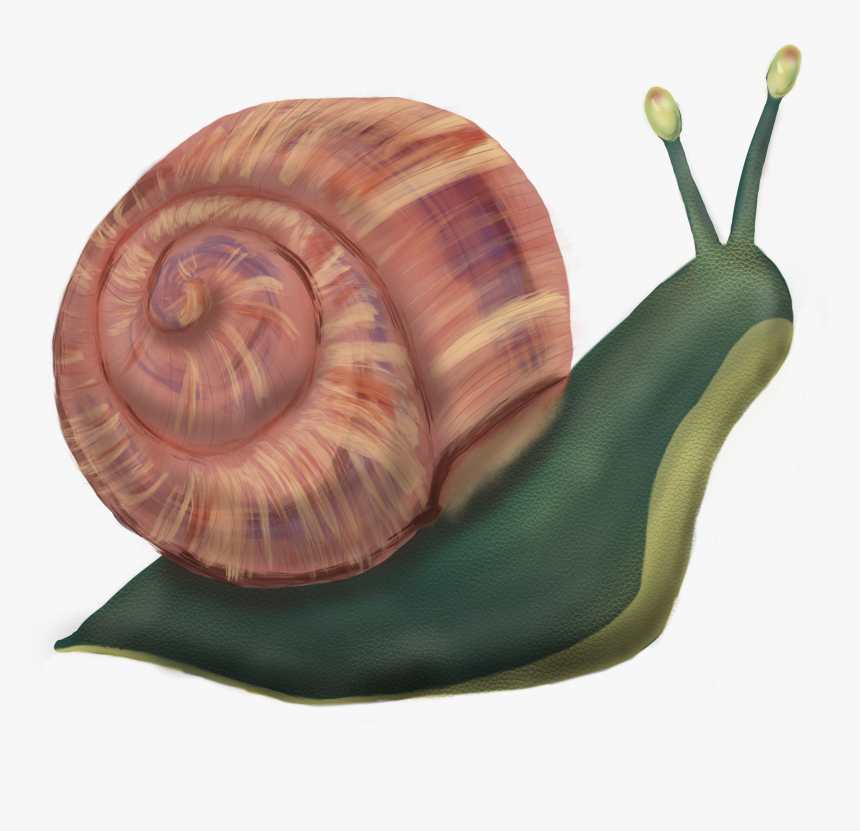 Lymnaeidae, HD Png Download