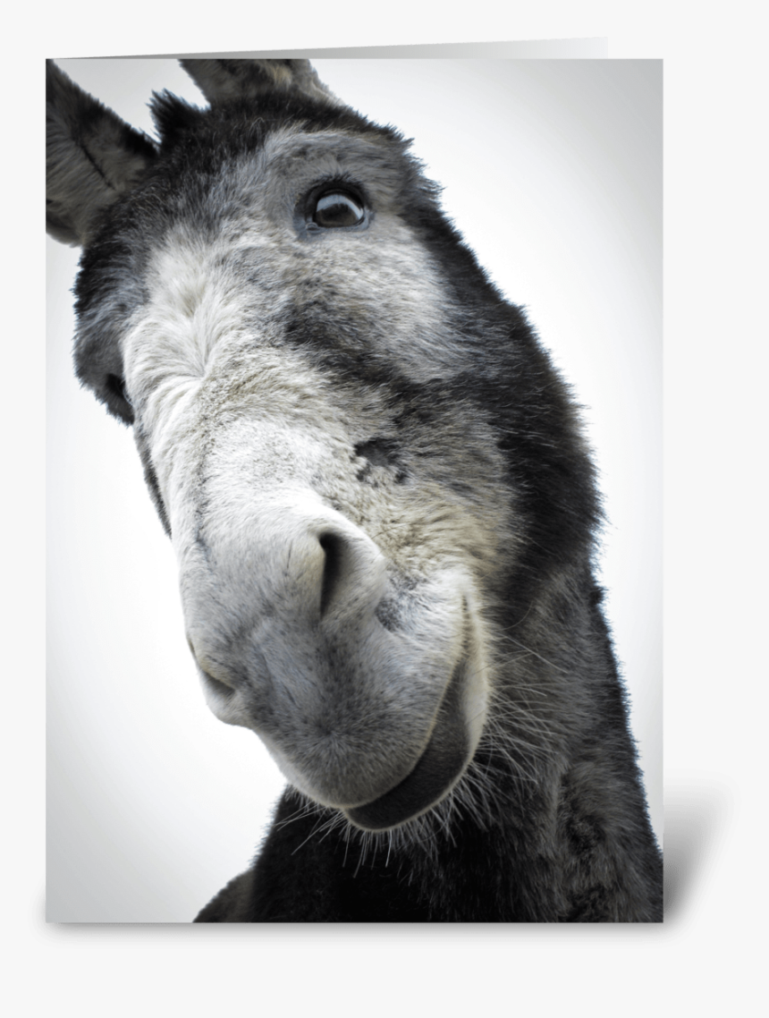 Sorry For Being Such An Ass Greeting Card - Burro, HD Png Download