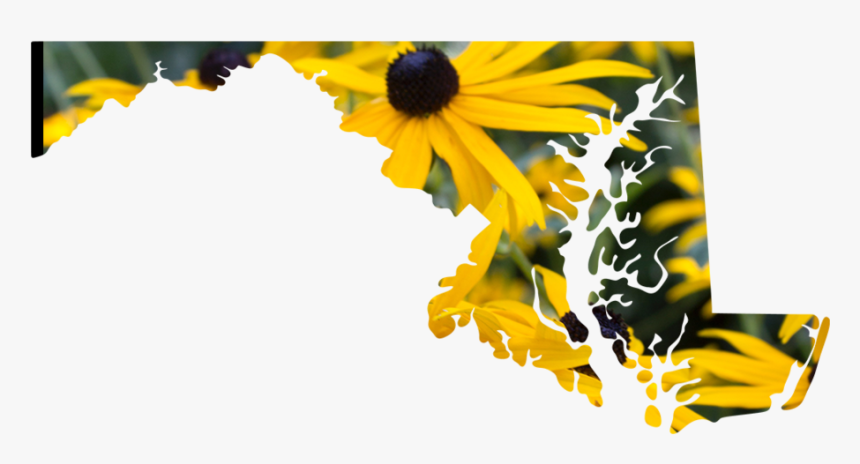 Maryland - Illustration, HD Png Download