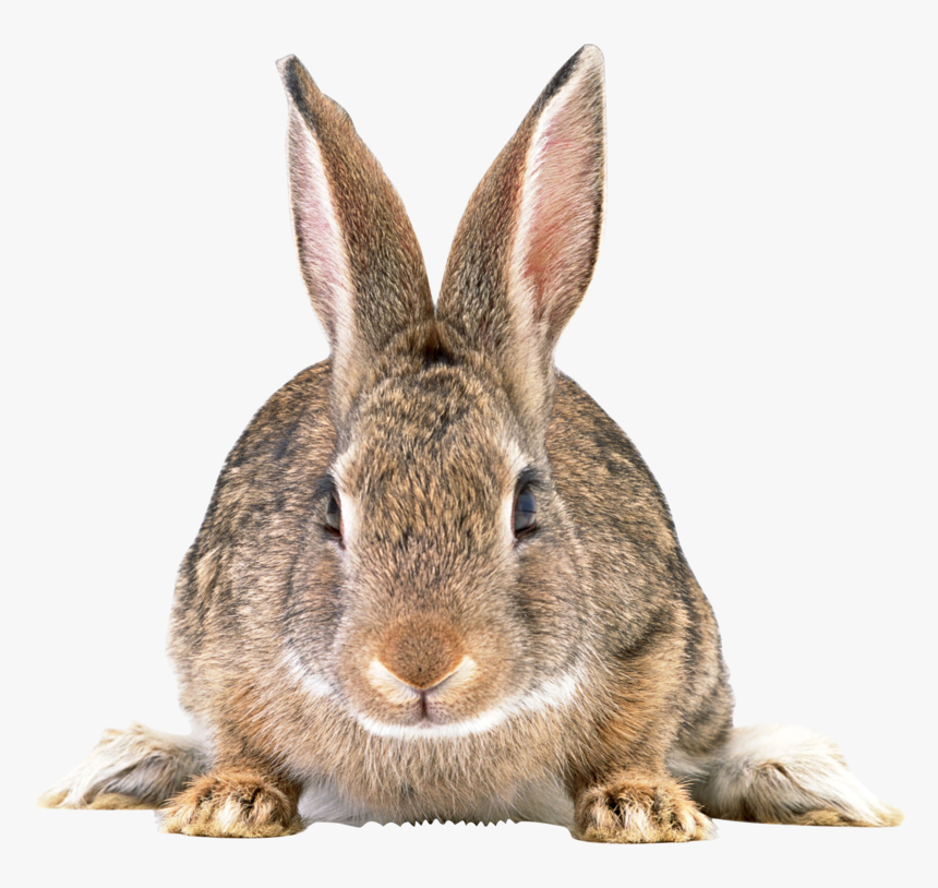 Rabbit Png Free Download - Rabbit Png, Transparent Png