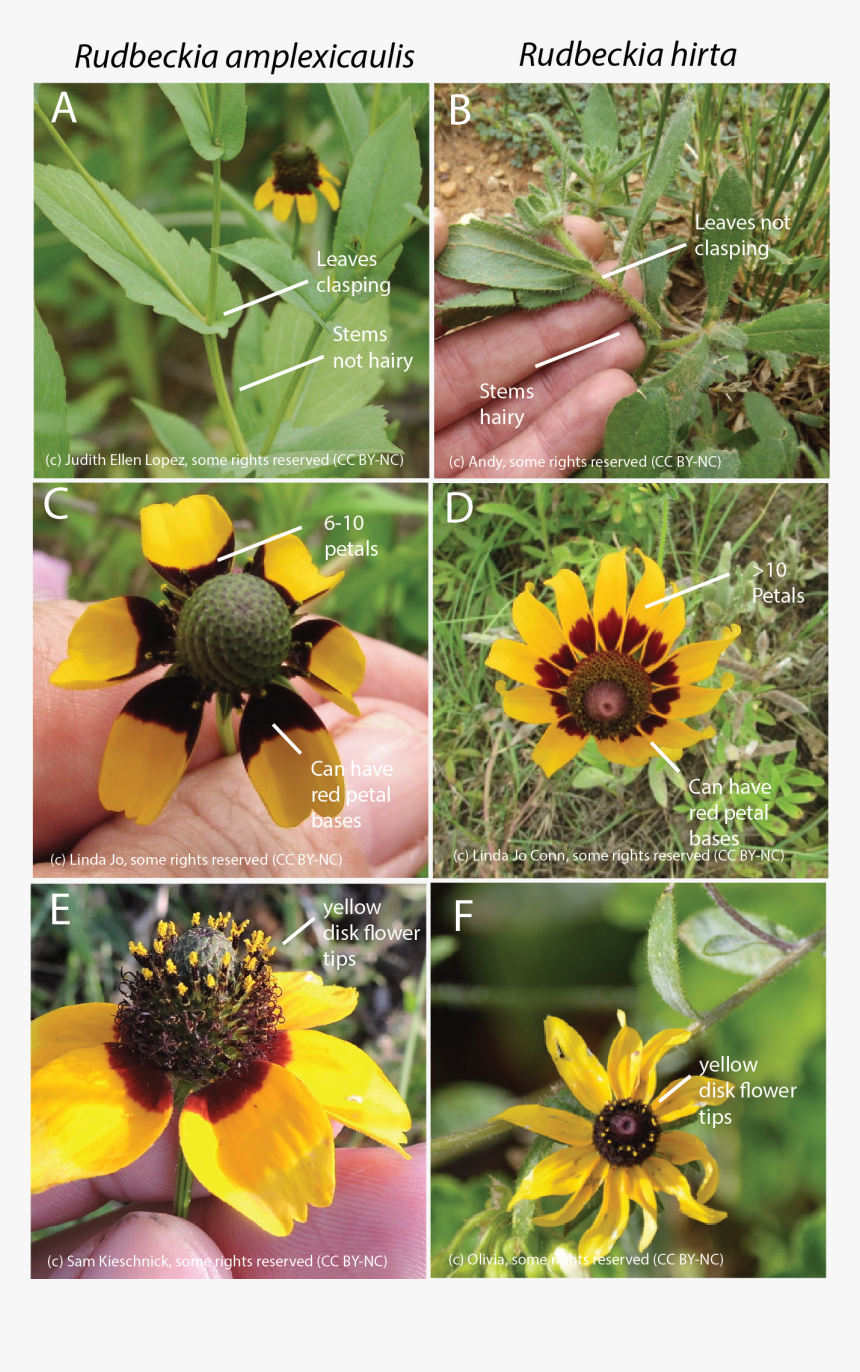 Sunflower, HD Png Download