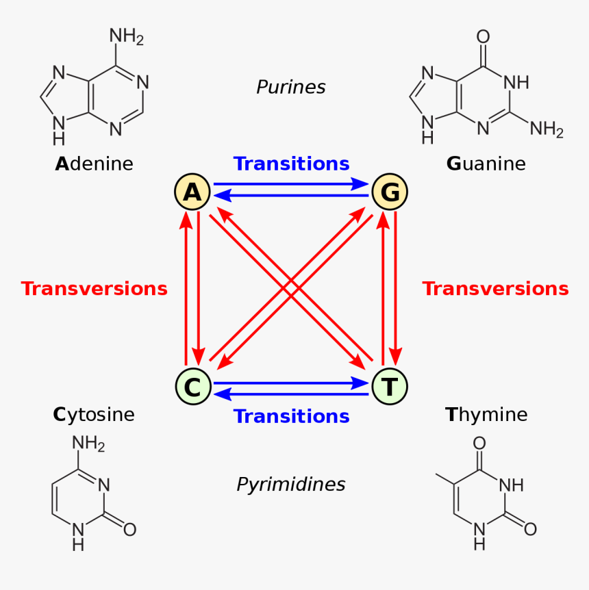 Transition Mutation, HD Png Download