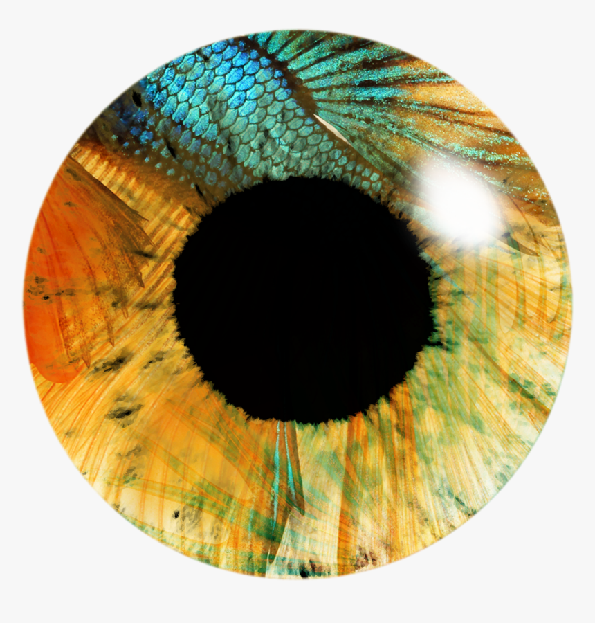 Contact Lenses For Editing, HD Png Download