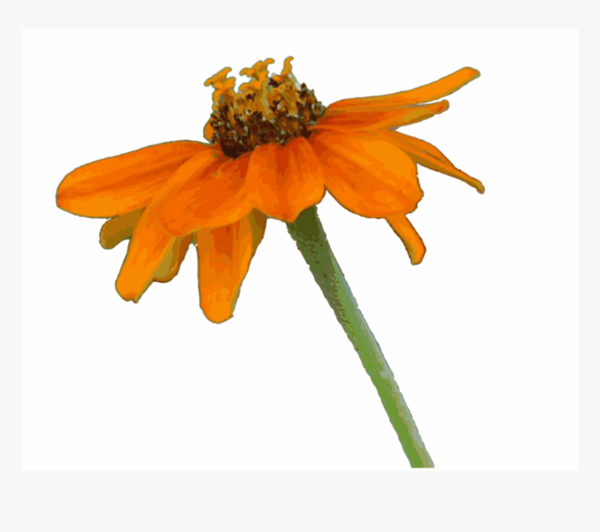 Orange,petal,plant - Clip Art, HD Png Download