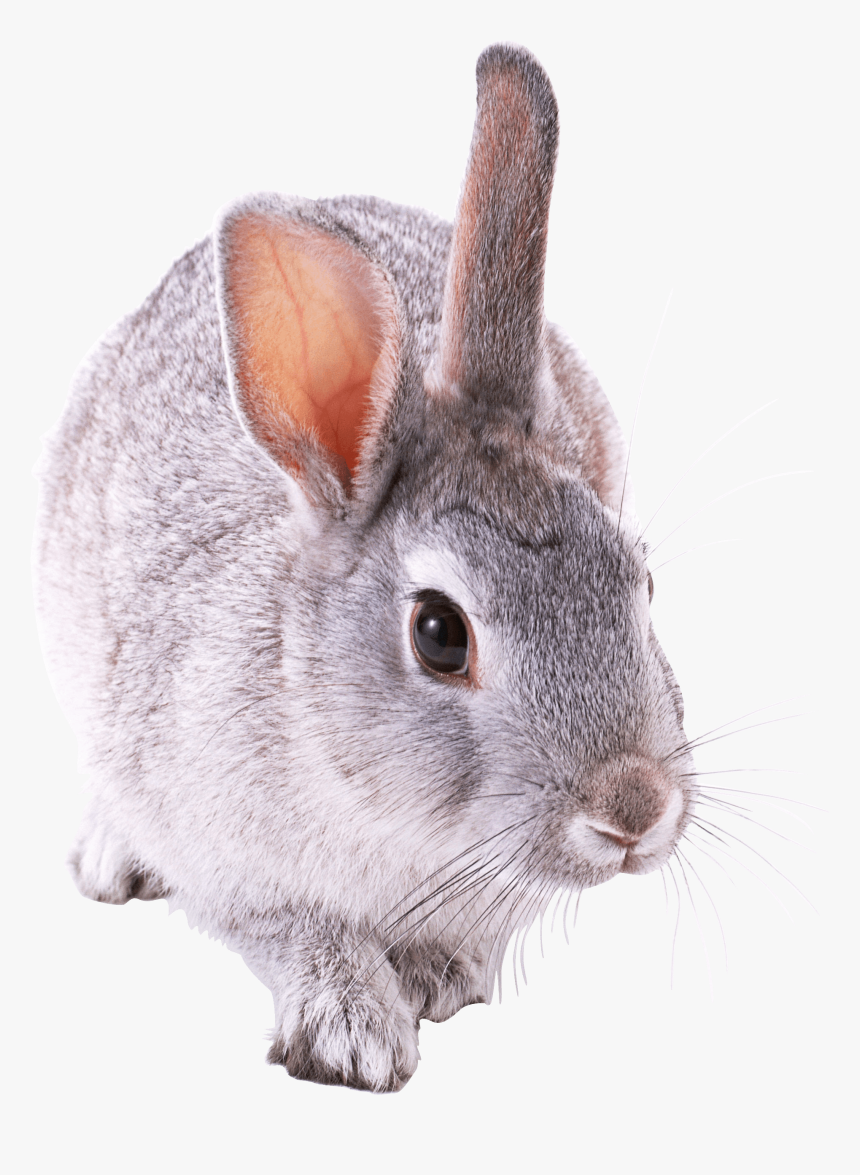 Small Cute Rabbit Clip Arts - Кролик Пнг, HD Png Download