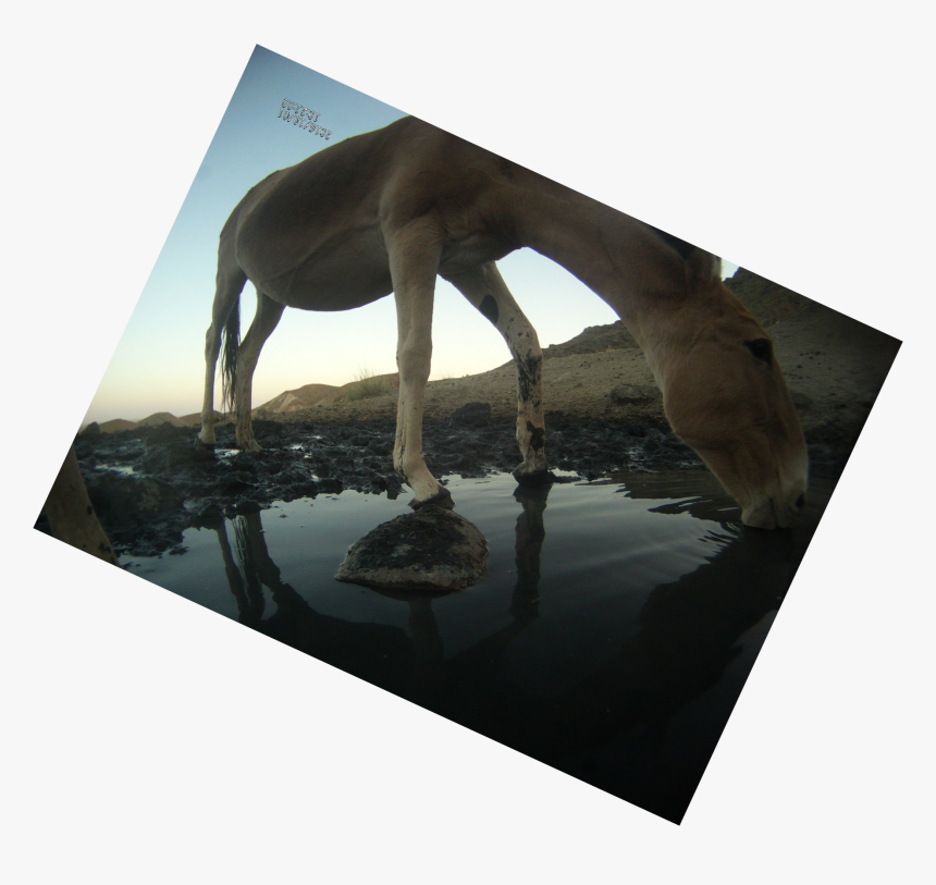 Transparent Eye Flare Png - Terrestrial Animal, Png Download