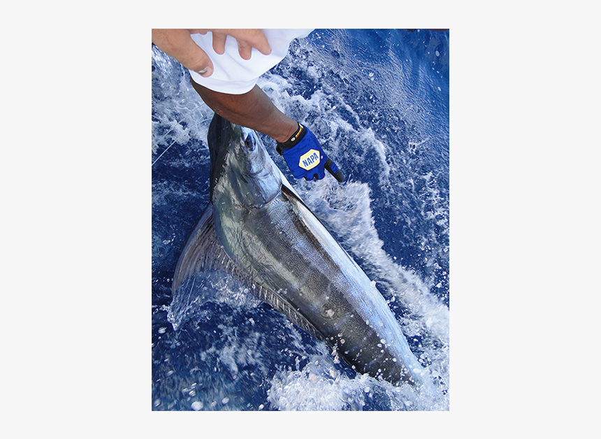 Blue Marlin Fishing Curacao - Pull Fish Out Of Water, HD Png Download