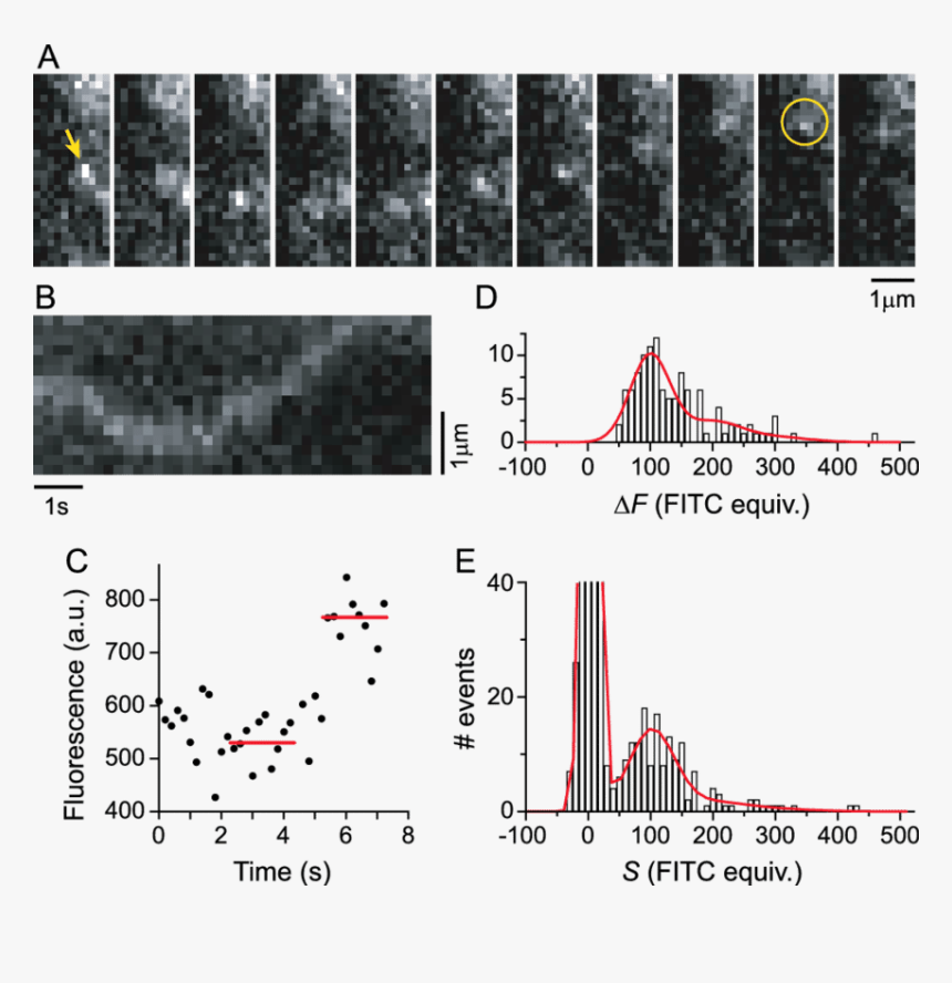 Diagram, HD Png Download