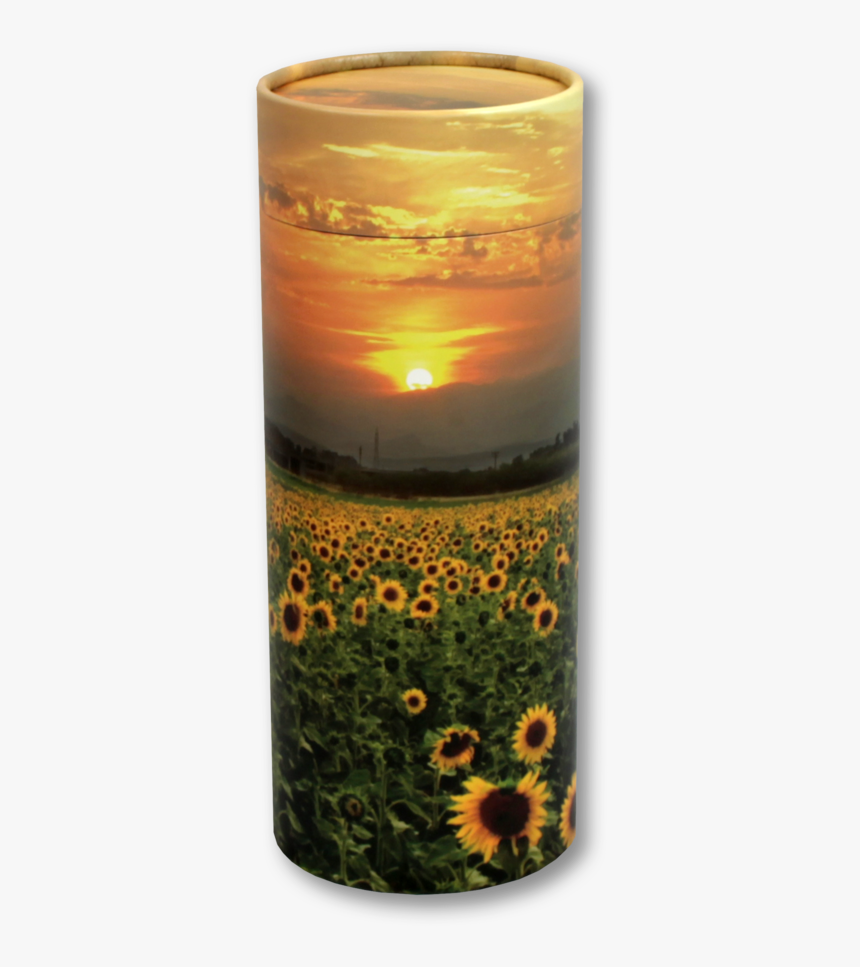 Sunflower Fields - Black-eyed Susan, HD Png Download