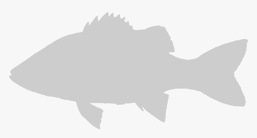 Coral Bay - Illustration, HD Png Download