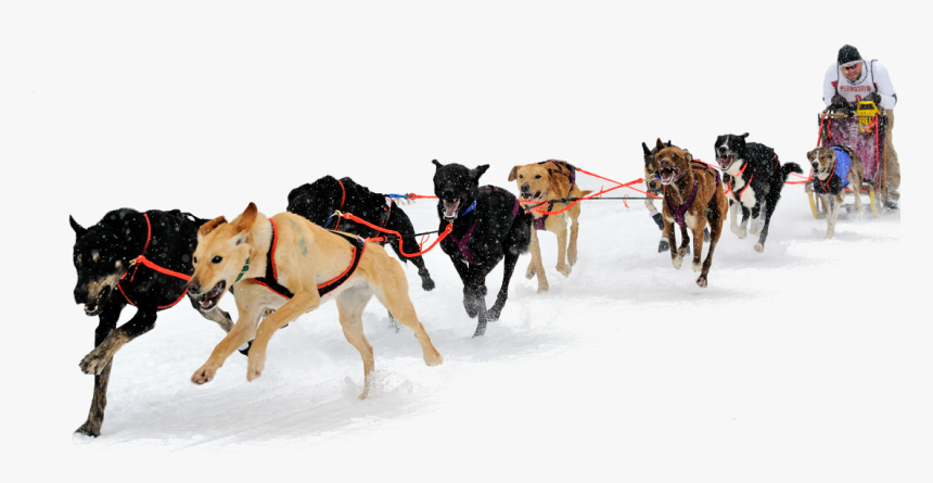 Dog Sled Transparent Background, HD Png Download