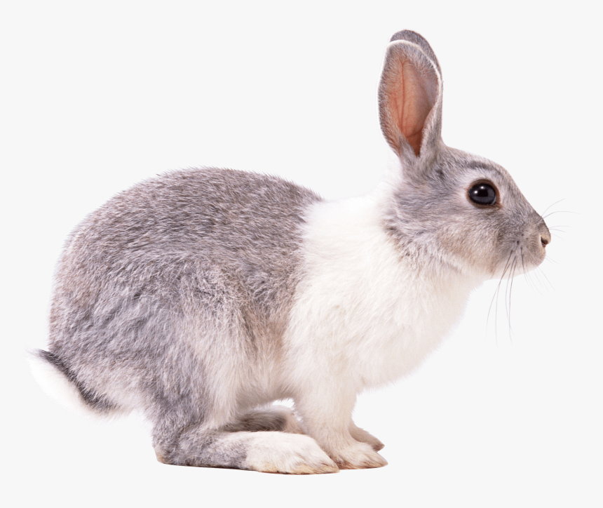 Rabbit Right Clip Arts - Bunny From The Side, HD Png Download