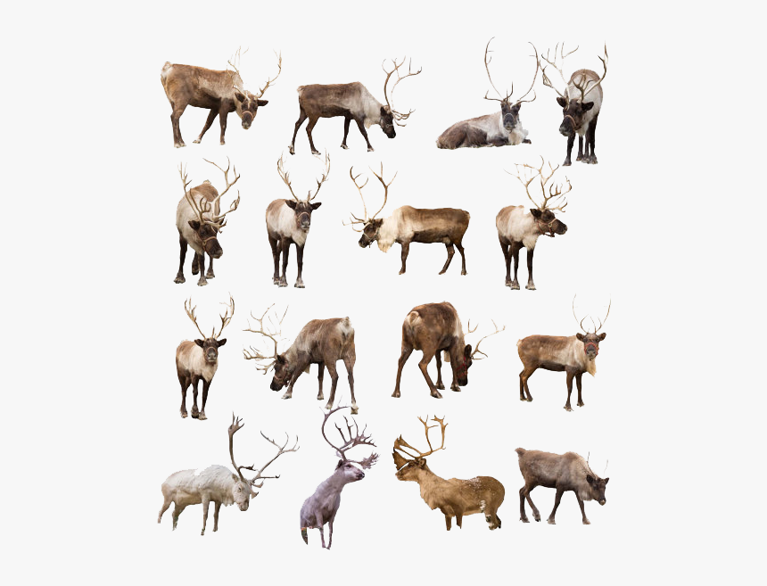 Reindeer Png Transparent Image - Reindeer Png Transparent, Png Download