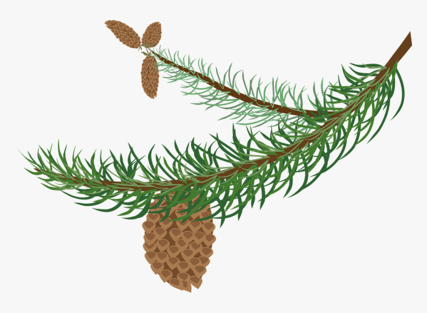Evergeen Branches Clipart Png Transparent Background - Clipart Winter Tree Branch, Png Download
