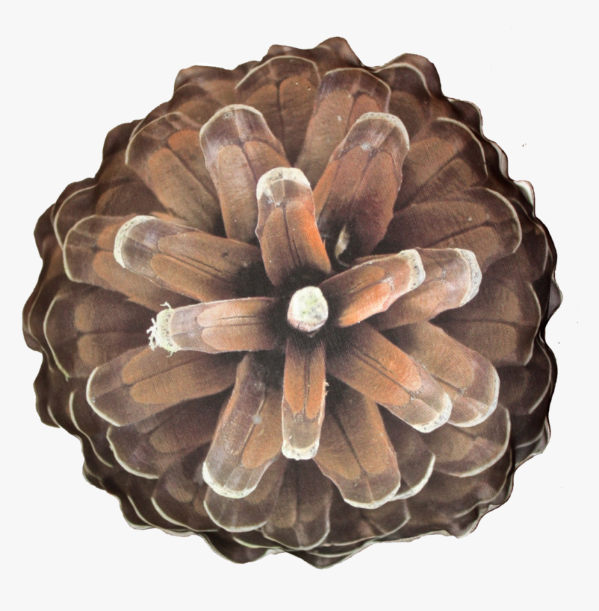 Pine, HD Png Download