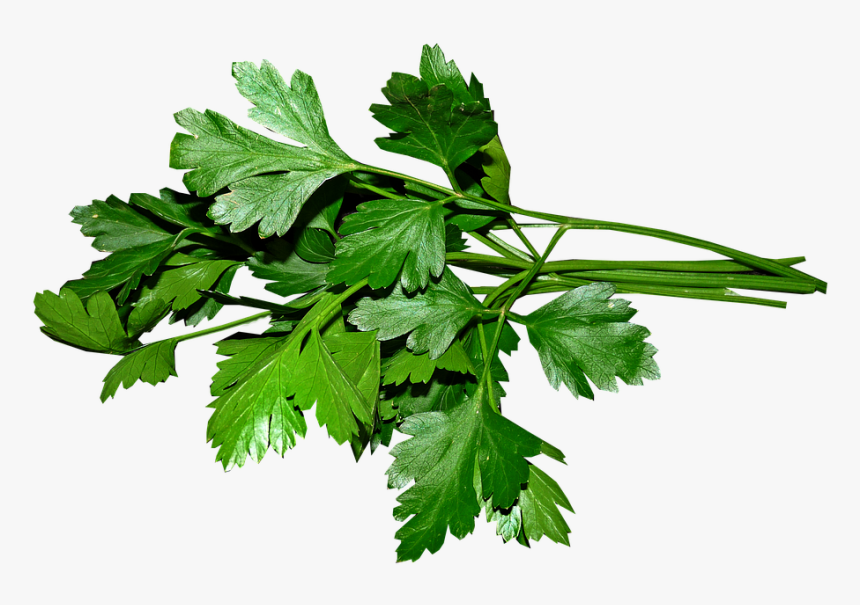 Perejil, Hojas, Cocinar, Los Alimentos, Hierbas - Parsley Png, Transparent Png