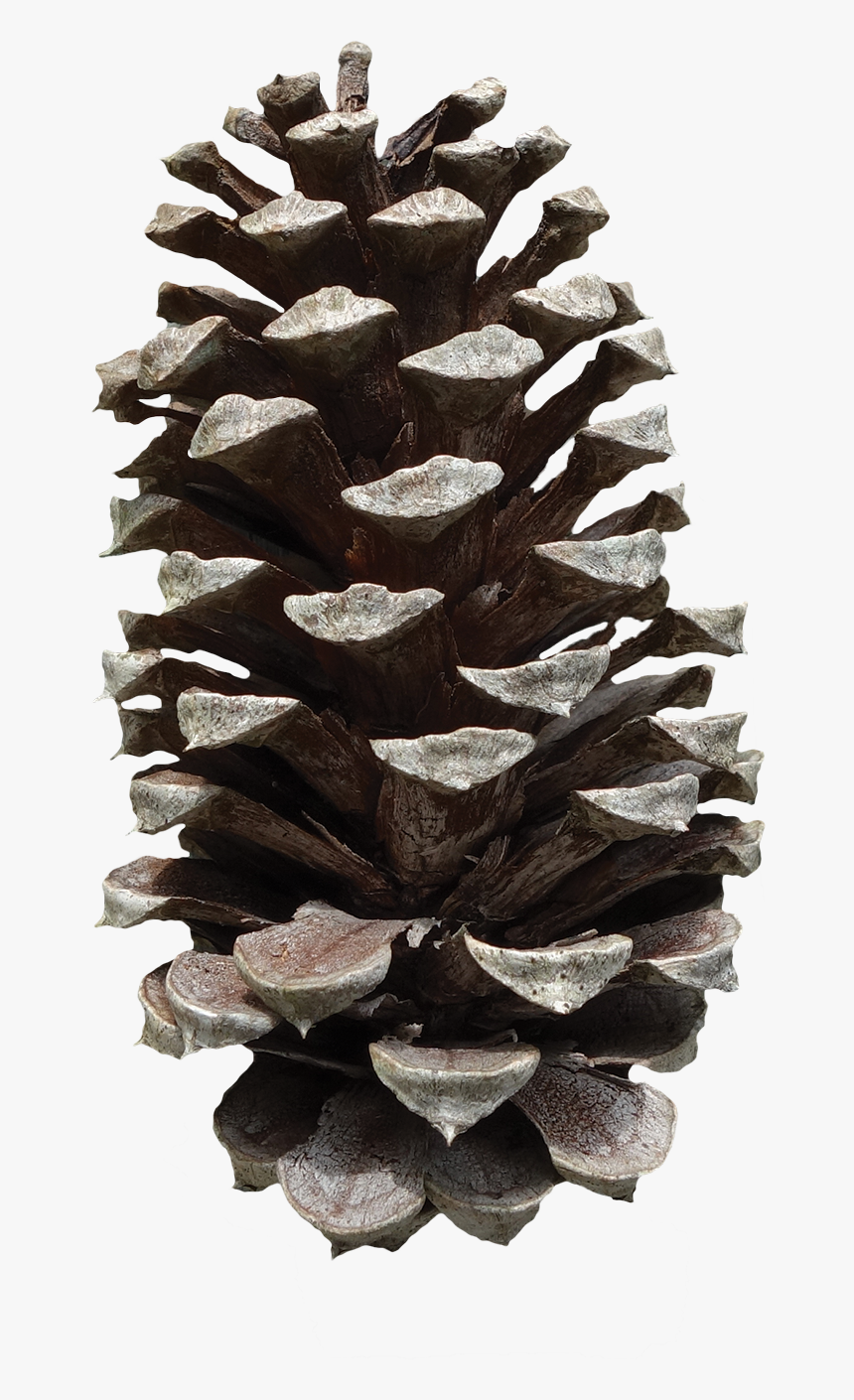 Pinus Fruit, HD Png Download