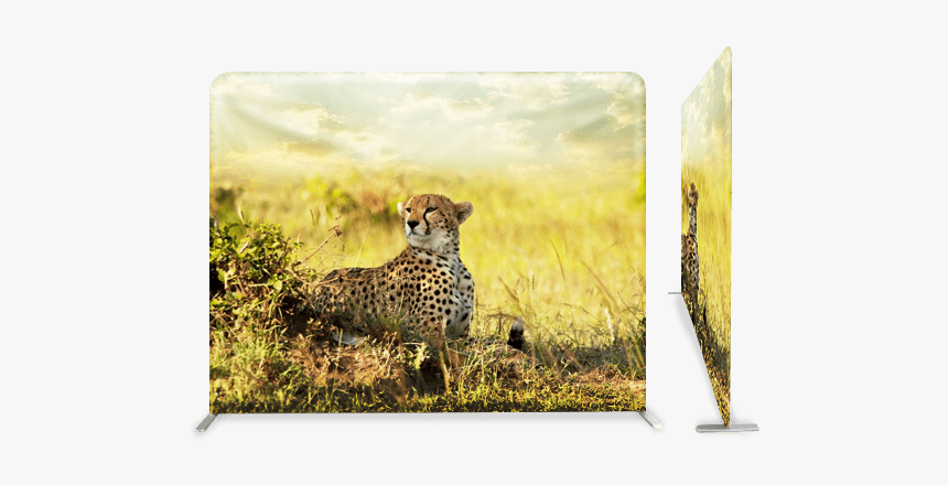 Cheetahs In The Savanna, HD Png Download