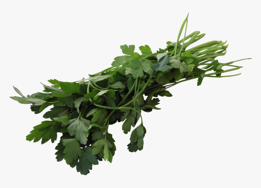 Transparent Perejil Png - Parsley, Png Download