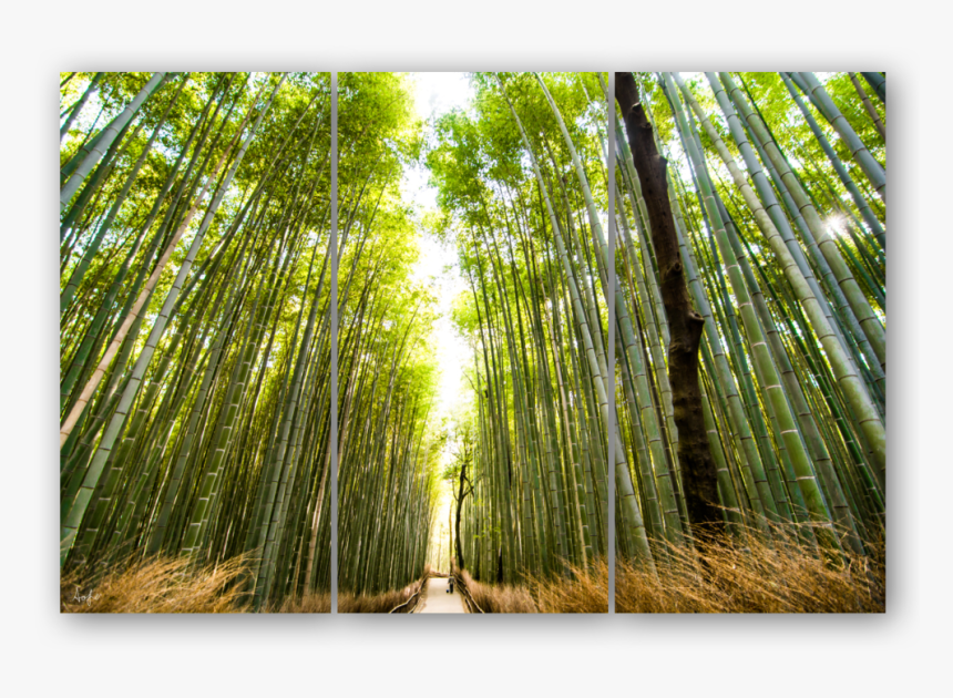 Triptych Template2 - Bamboo, HD Png Download