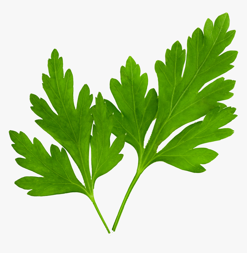 Hojas De Perejil Png , Png Download - Hoja De Cilantro Y Perejil, Transparent Png