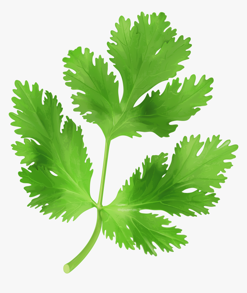 Clip Art Cilantro Clip Art, HD Png Download