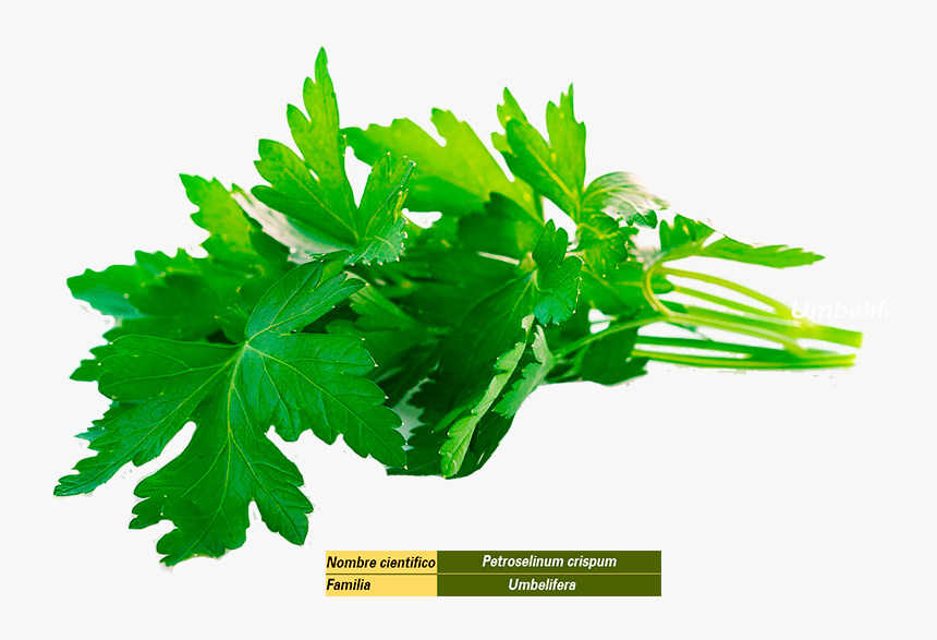 سبزی جعفری, HD Png Download