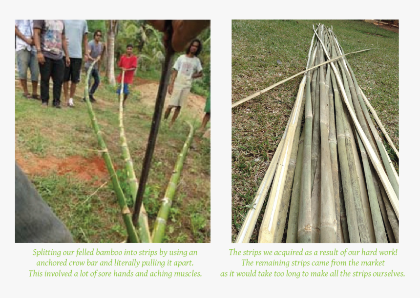 Transparent Bamboo Forest Png - Tree, Png Download