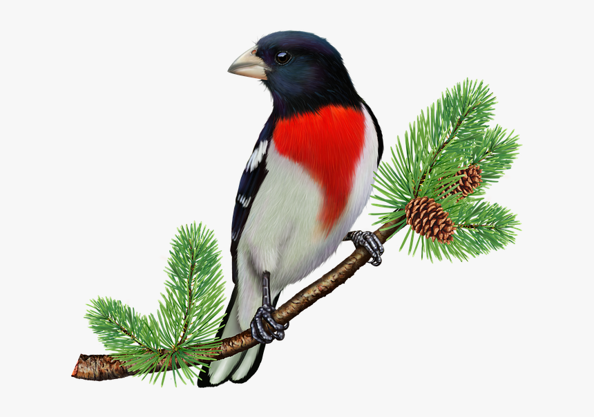 Free Clipart Rose Breasted Grosbeak, HD Png Download