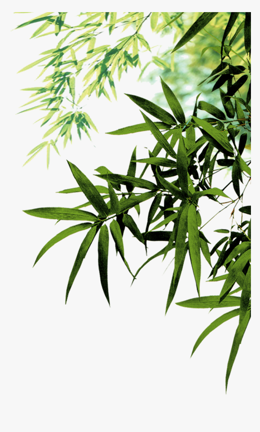 Bamboo Leaves Png, Transparent Png