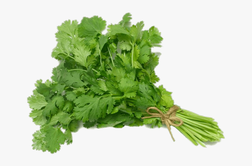 Coriander - Cilantro Png, Transparent Png