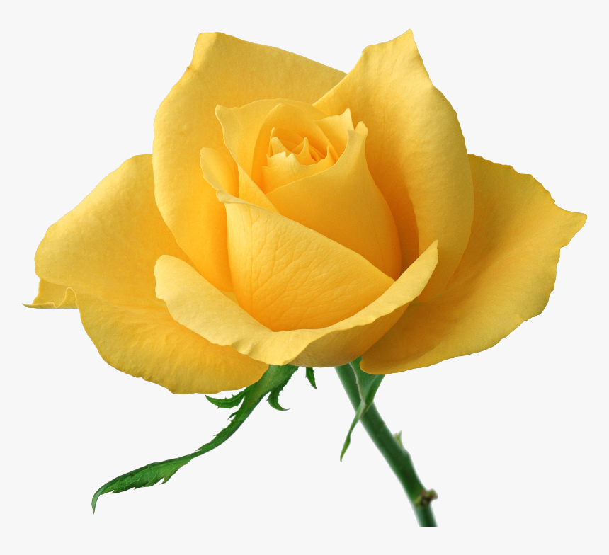 4e3e6a98a033 - Yellow Rose High Definition, HD Png Download