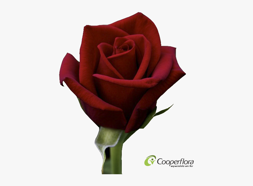 Rosa Top Secret, HD Png Download