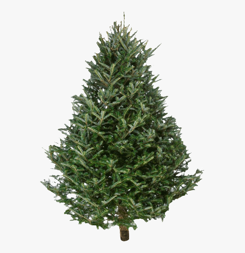 Fraser Fir Christmas Trees - Pine Tree Christmas Fresh, HD Png Download