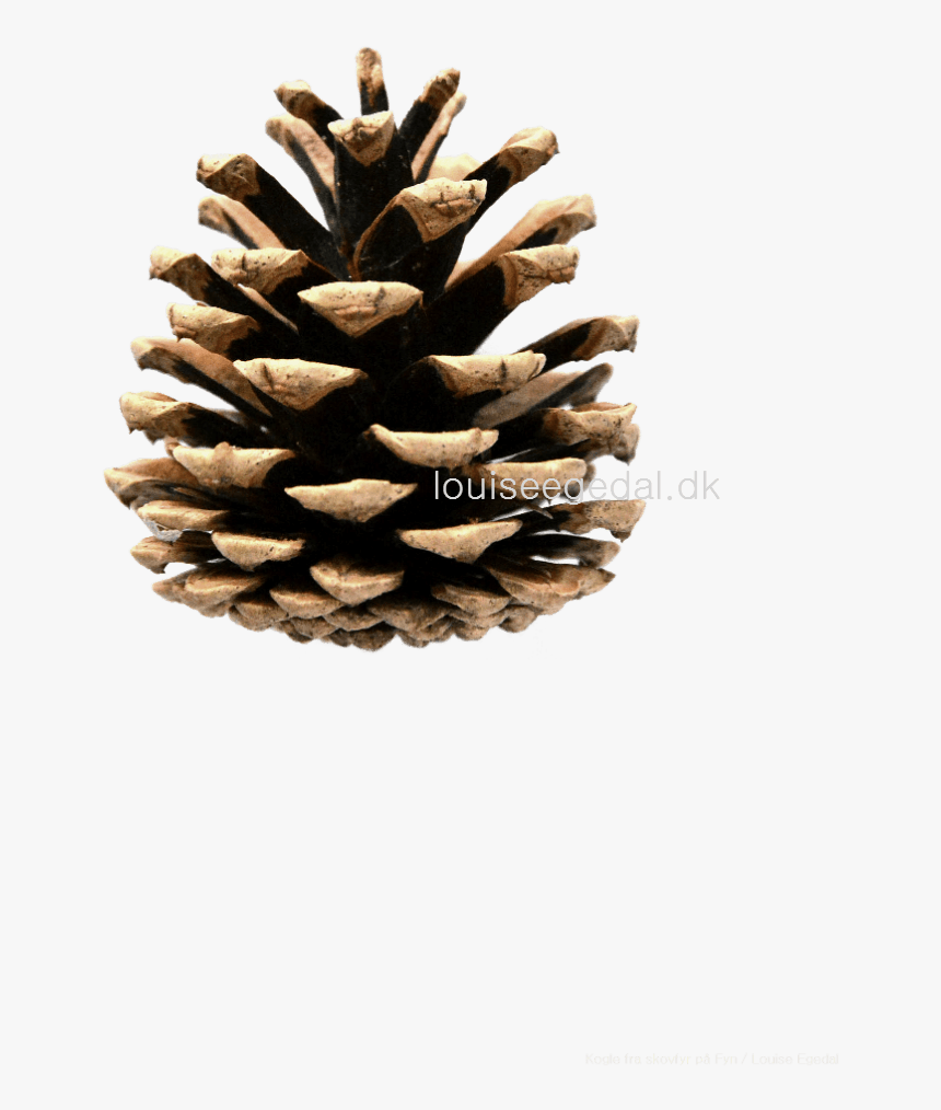 Transparent Pine Cone Clip Art - Pinecone Clipart, HD Png Download