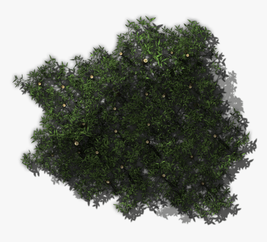 Transparent Bamboo Forest Png, Png Download