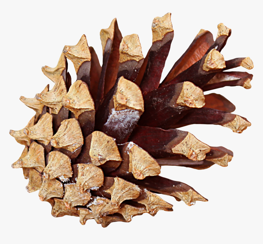 Pine Cone Transparent, HD Png Download